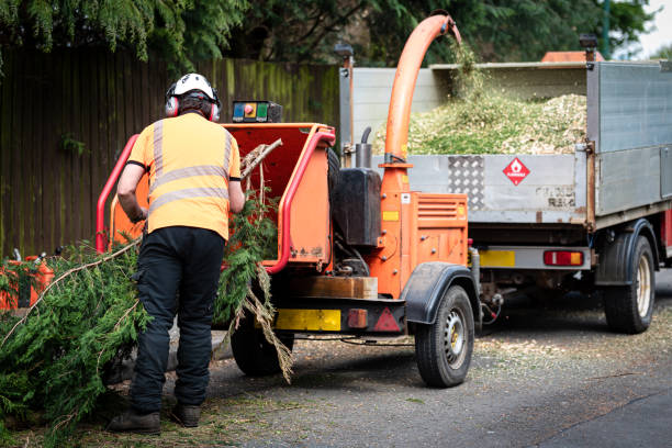 How Our Tree Care Process Works  in  Muskegon Heights, MI