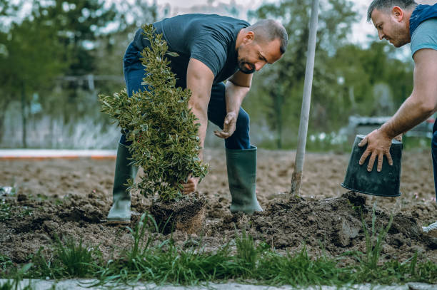 Best Fruit Tree Pruning  in Muskegon Heights, MI