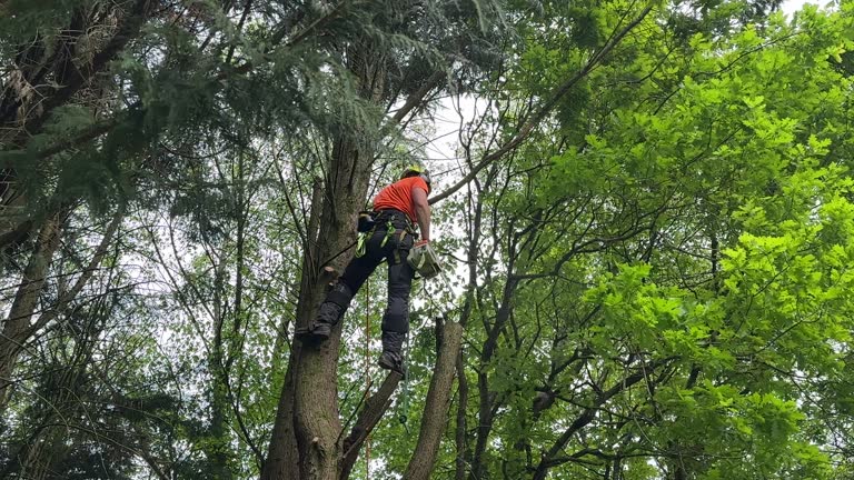 Best Tree Cabling and Bracing  in Muskegon Heights, MI