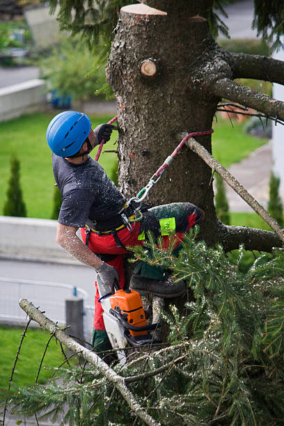 Best Palm Tree Trimming  in Muskegon Heights, MI