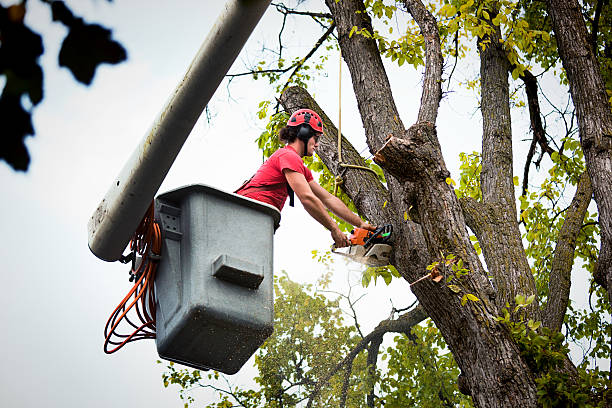 Best Hedge Trimming  in Muskegon Heights, MI